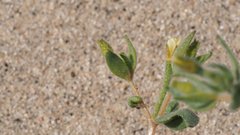 Mentzelia desertorum