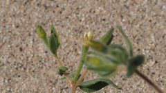 Mentzelia desertorum