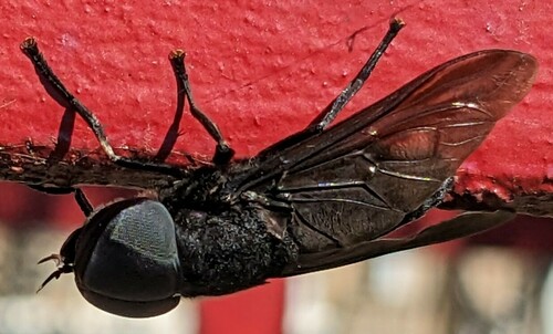 Black horse fly