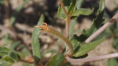 Mentzelia desertorum