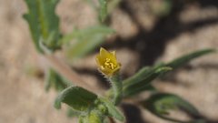 Mentzelia desertorum