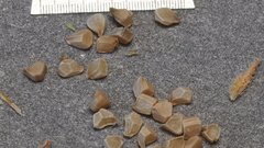 Mentzelia desertorum