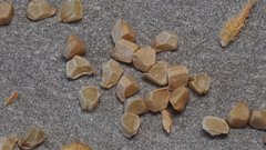 Mentzelia desertorum