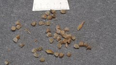 Mentzelia desertorum