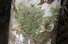 Pseudocyphellaria carpoloma