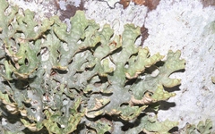 Pseudocyphellaria carpoloma