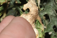 Pseudocyphellaria carpoloma