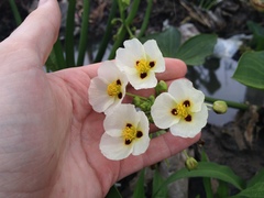 Sagittaria montevidensis montevidensis