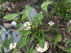 Sagittaria montevidensis montevidensis