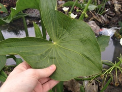Sagittaria montevidensis montevidensis