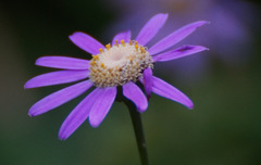 Pericallis tussilaginis image