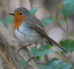 Erithacus rubecula superbus