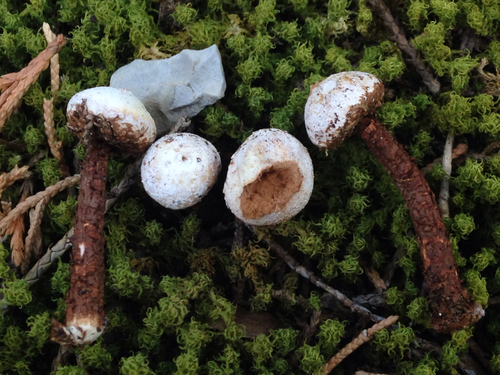 Representative image of Tulostoma lloydii