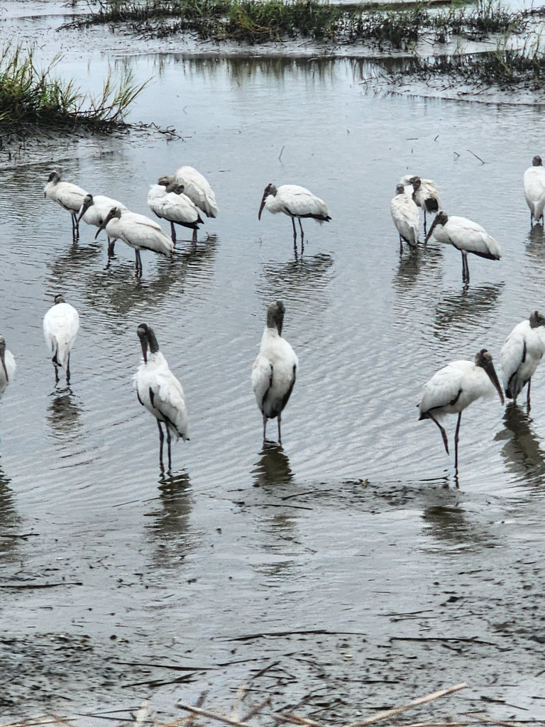 Stork Formed Inlet Wood Stork from Murrells Inlet, SC 29576, USA on October 14, 2023 at 04 ...