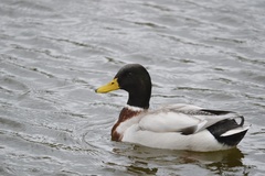 Anas platyrhynchos domesticus