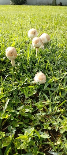 Chlorophyllum image