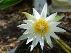 Nymphaea elegans