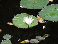 Nymphaea elegans