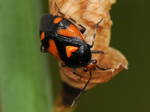 Deraeocoris schach