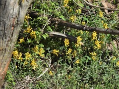 Corydalis micrantha texensis