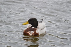 Anas platyrhynchos domesticus