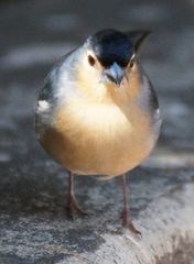 Fringilla coelebs canariensis