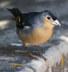 Fringilla coelebs canariensis