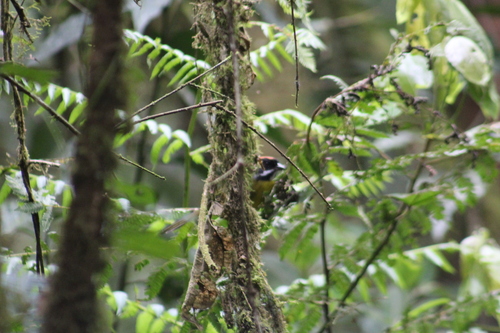 Moustached Brushfinch (Atlapetes albofrenatus), photo 7