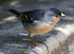 Fringilla coelebs canariensis