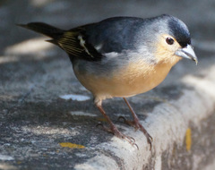 Fringilla coelebs canariensis