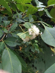 Inga marginata