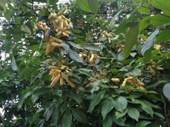 Inga marginata