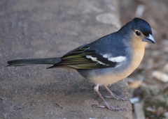 Fringilla coelebs canariensis