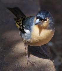 Fringilla coelebs canariensis