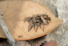 Habronattus fallax