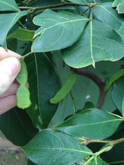 Inga marginata