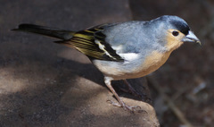 Fringilla coelebs canariensis