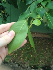 Inga marginata