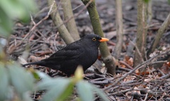 Turdus merula