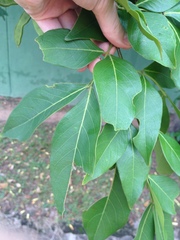 Inga marginata