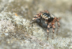 Habronattus fallax