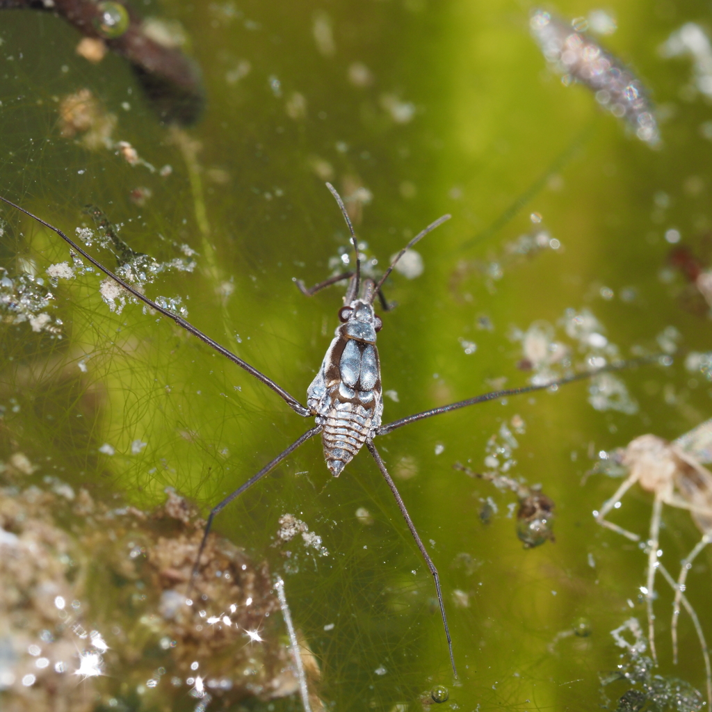 Neogerris hesione from Mertzon, TX 76941, USA on October 14, 2023 at 1221 PM by Russell Pfau