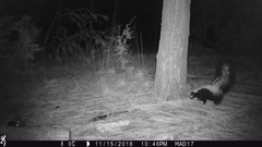 Mephitis mephitis estor