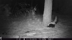 Mephitis mephitis estor