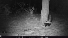 Mephitis mephitis estor