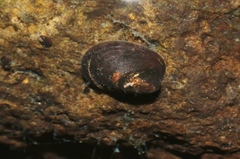 Latia neritoides