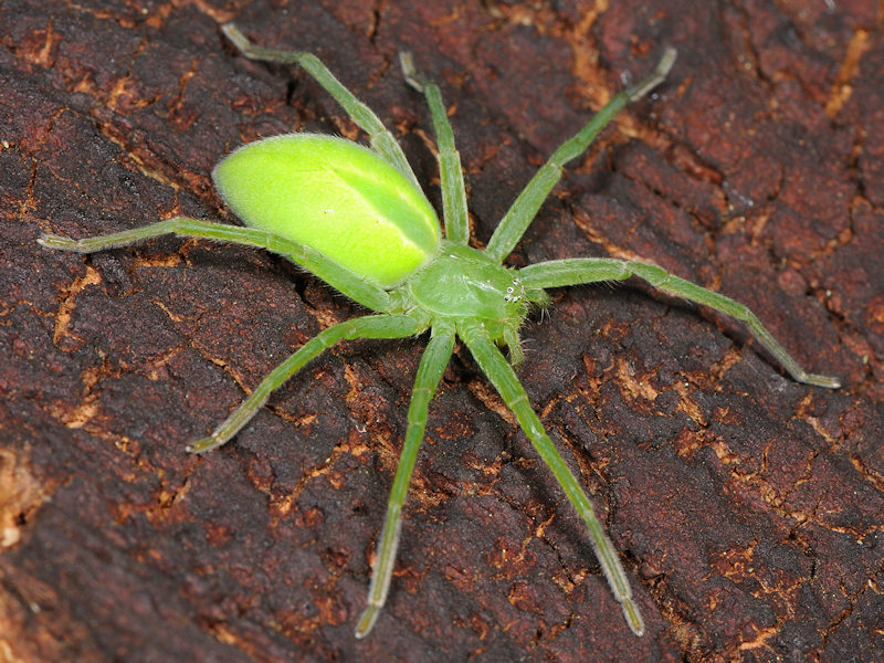 Spiders of Australia - Wikipedia