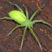 Green Huntsman Spider - Photo (c) Paolo Mazzei, some rights reserved (CC BY-NC), uploaded by Paolo Mazzei