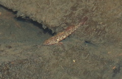 Gobiomorphus huttoni