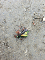 Carabus auratus